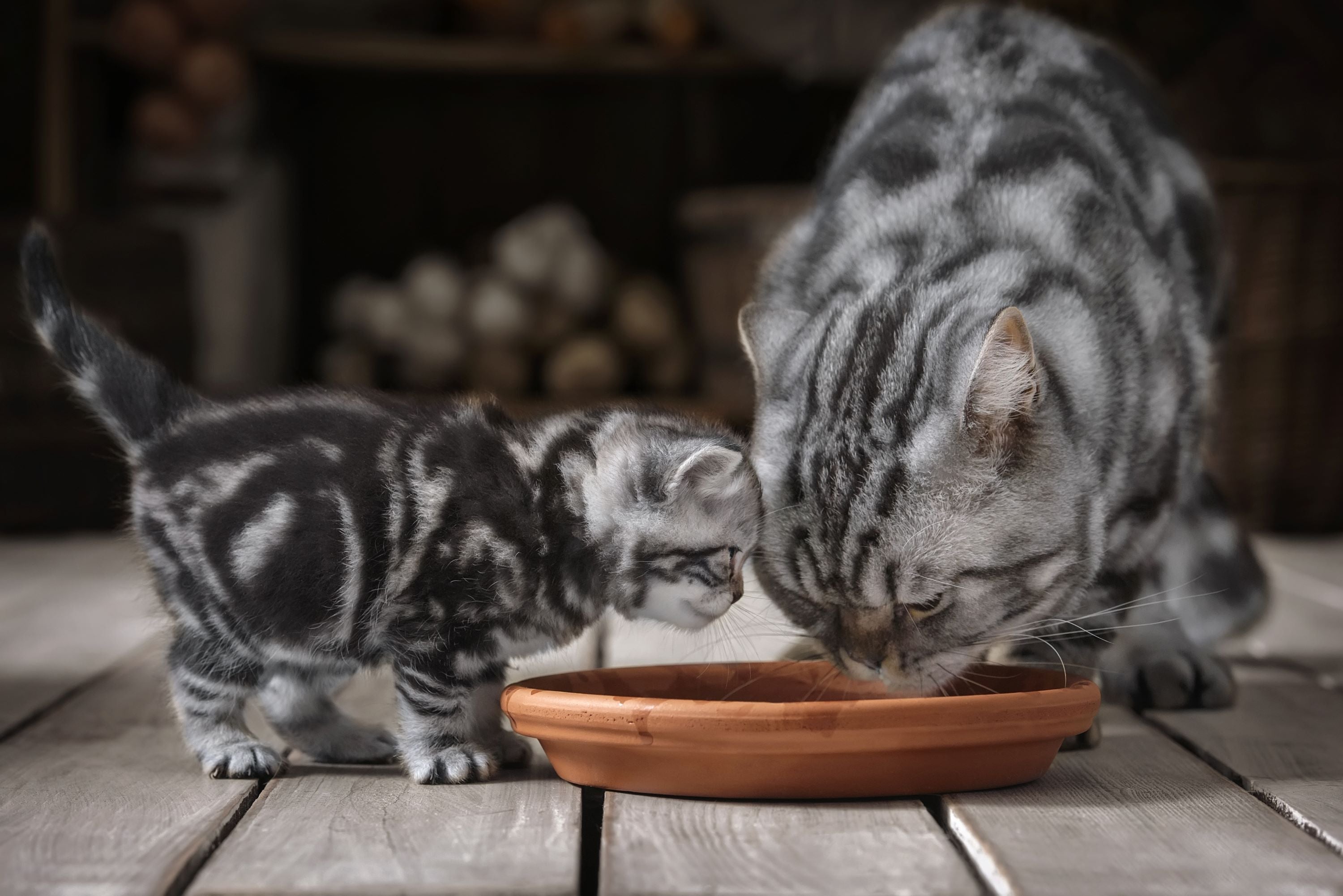 Image showcasing Life Expectancy in Pedigreed Cats – Optimal Selection