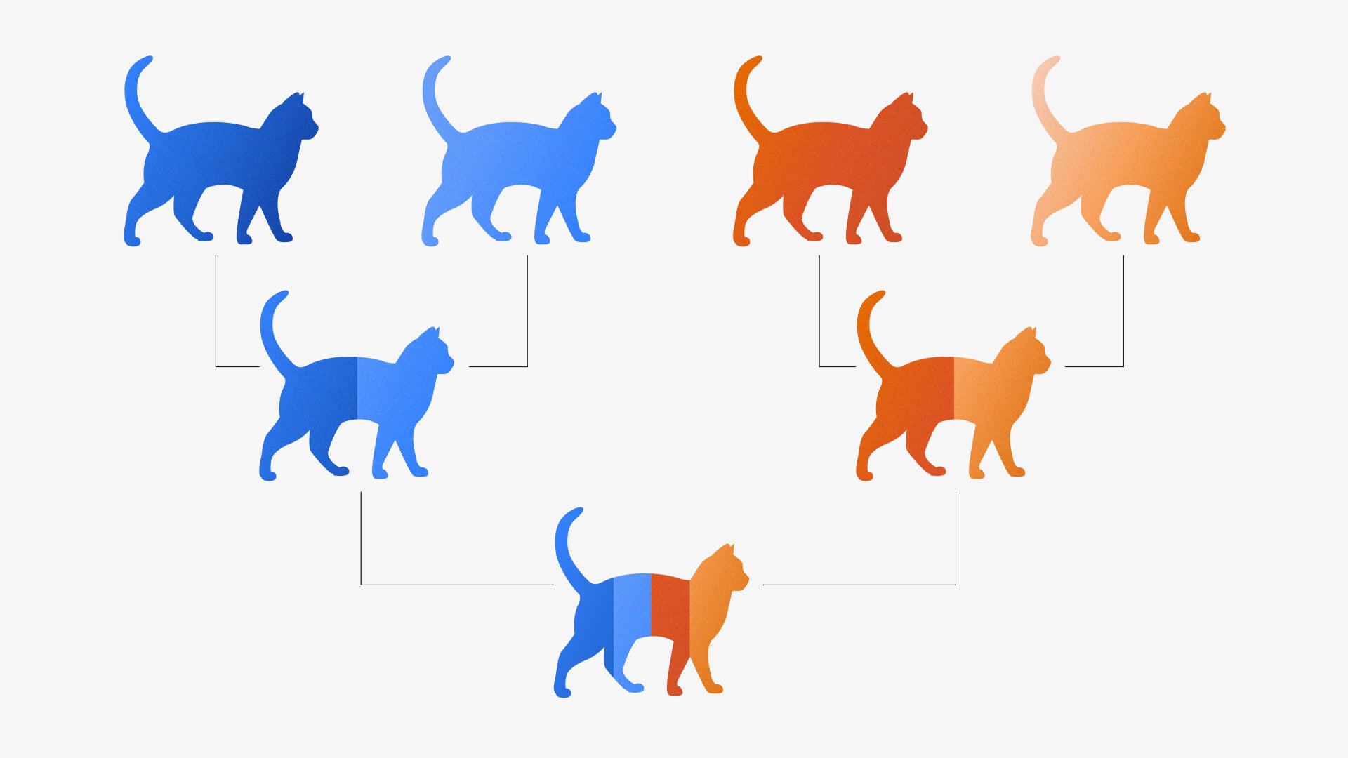 Feline Dna Trait Testing For Owners photo