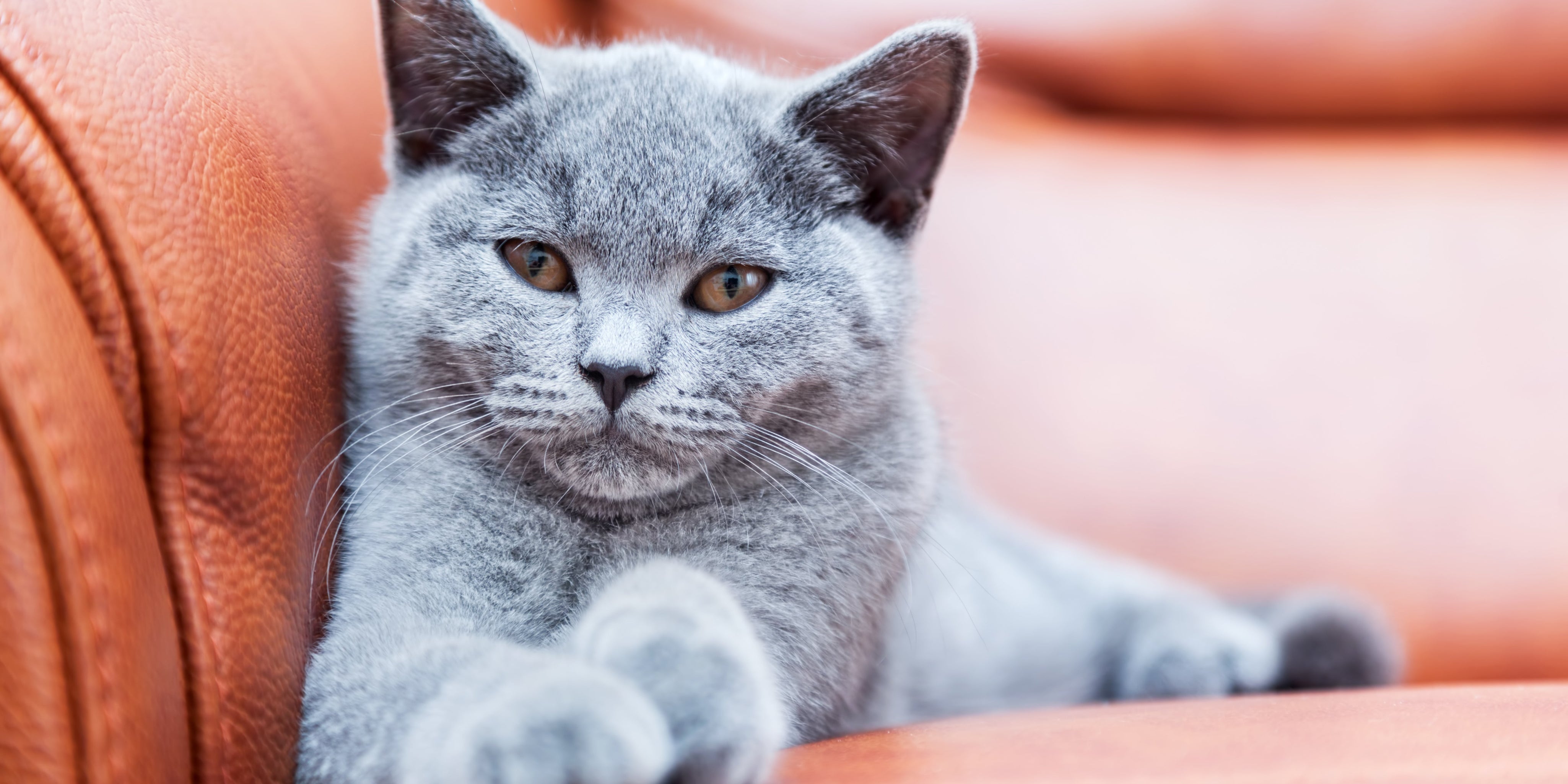 British shorthair kitten lounging on couch