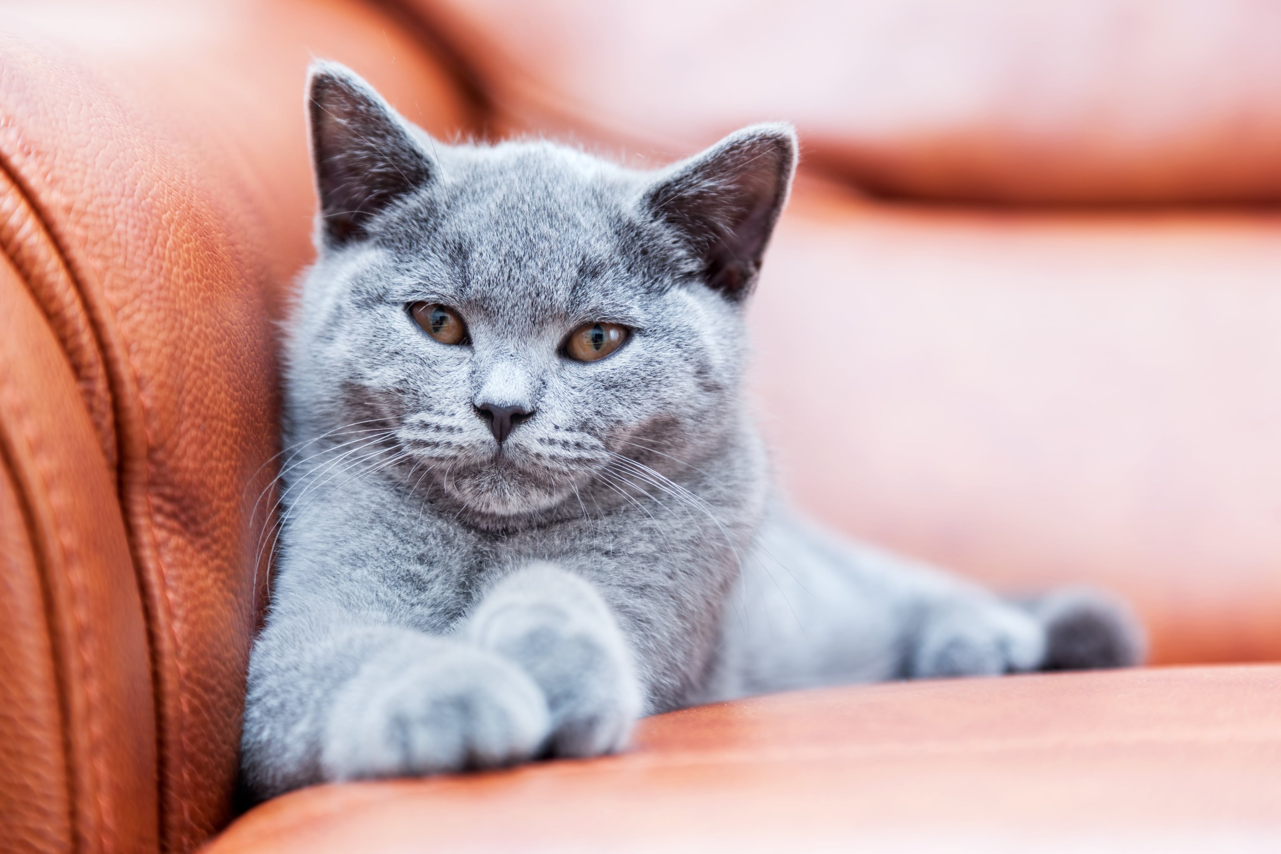 British shorthair kitten lounging on couch