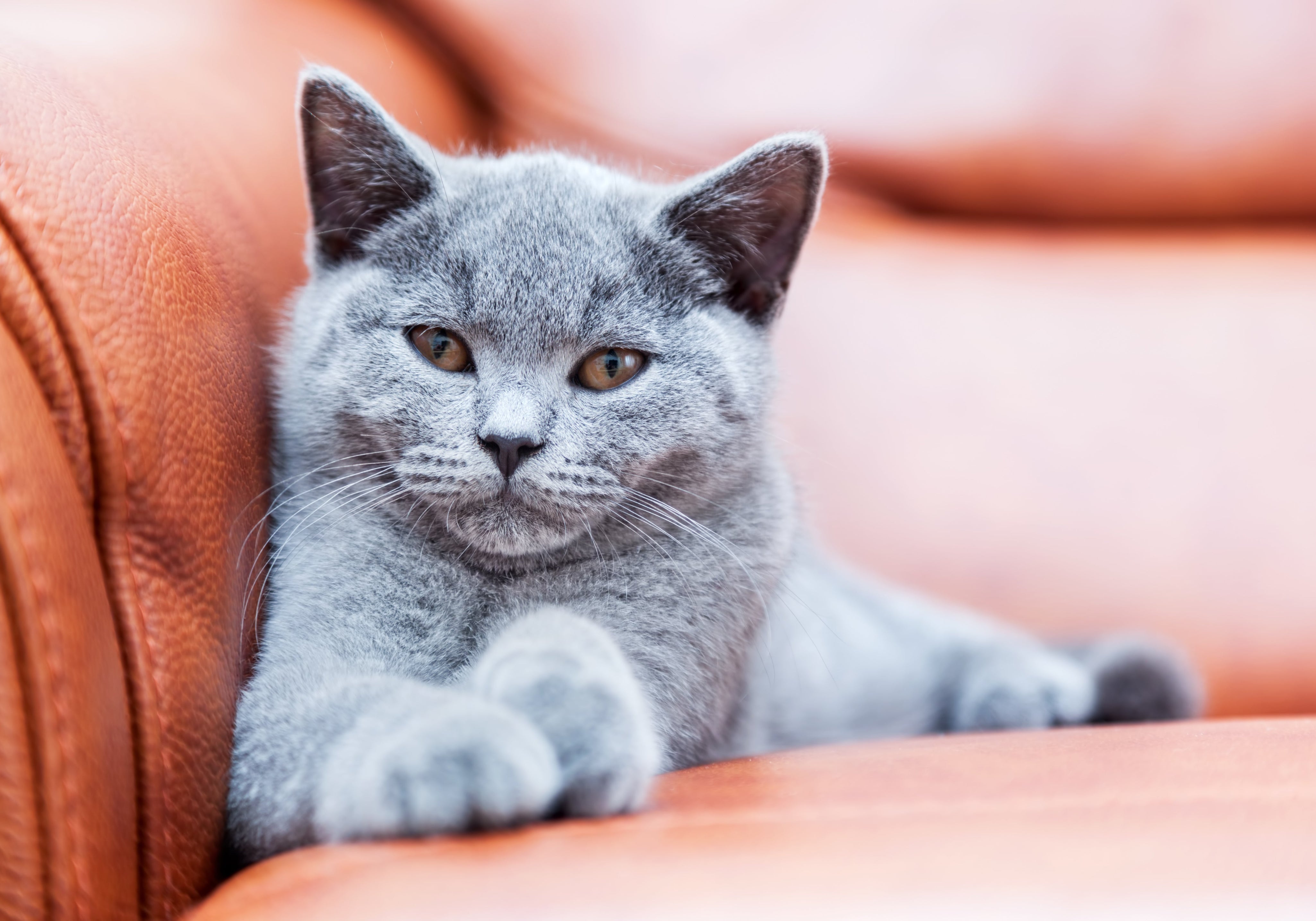 British shorthair kitten lounging on couch