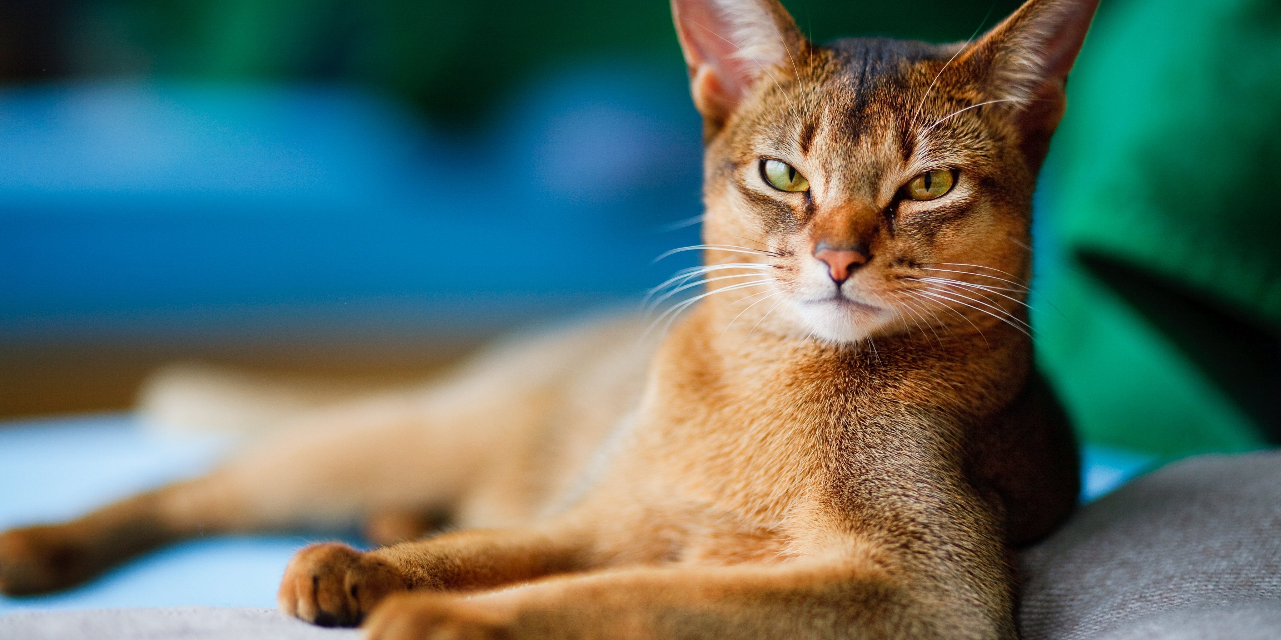 Abyssinian cat looking at camera