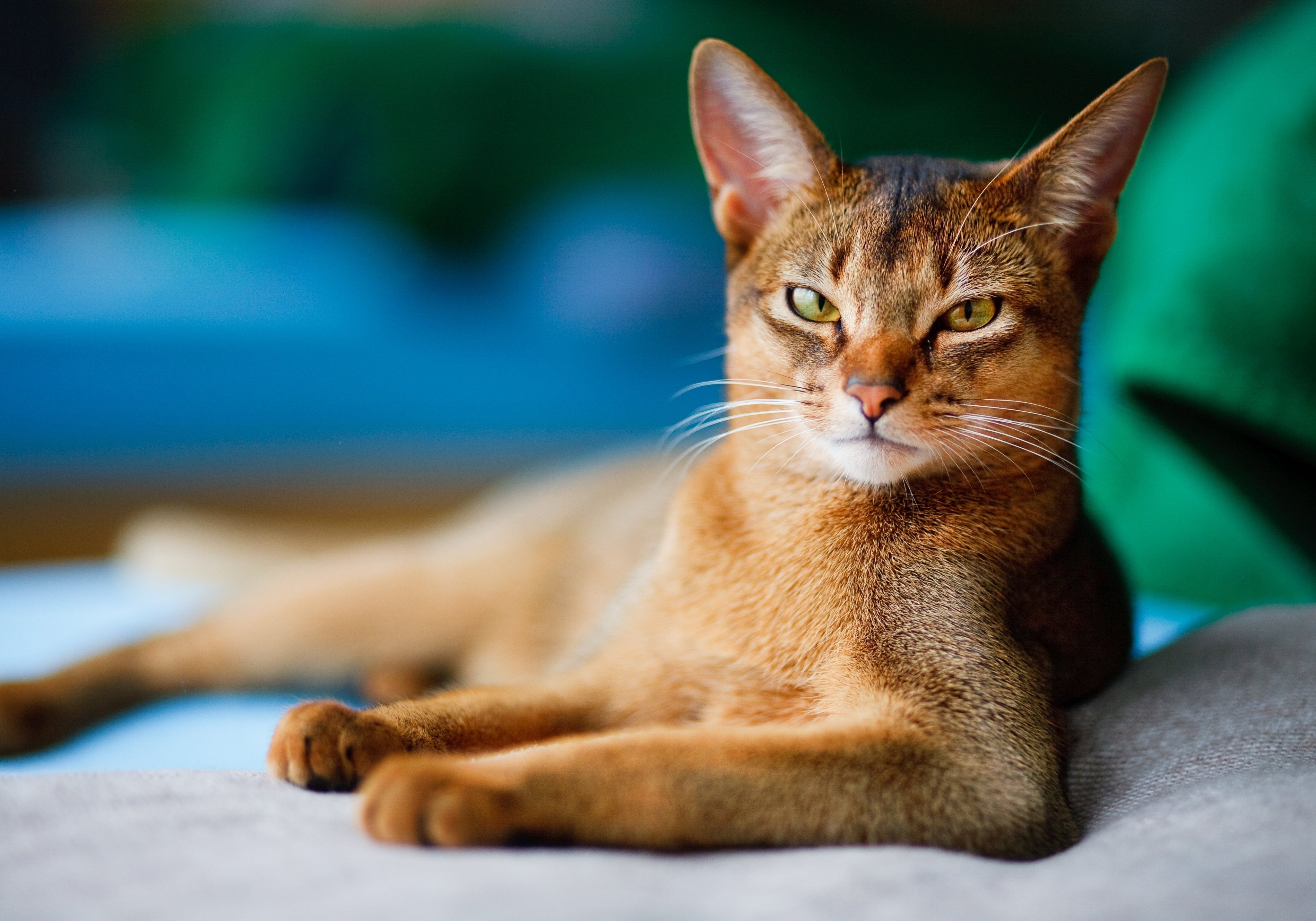 Abyssinian cat looking at camera