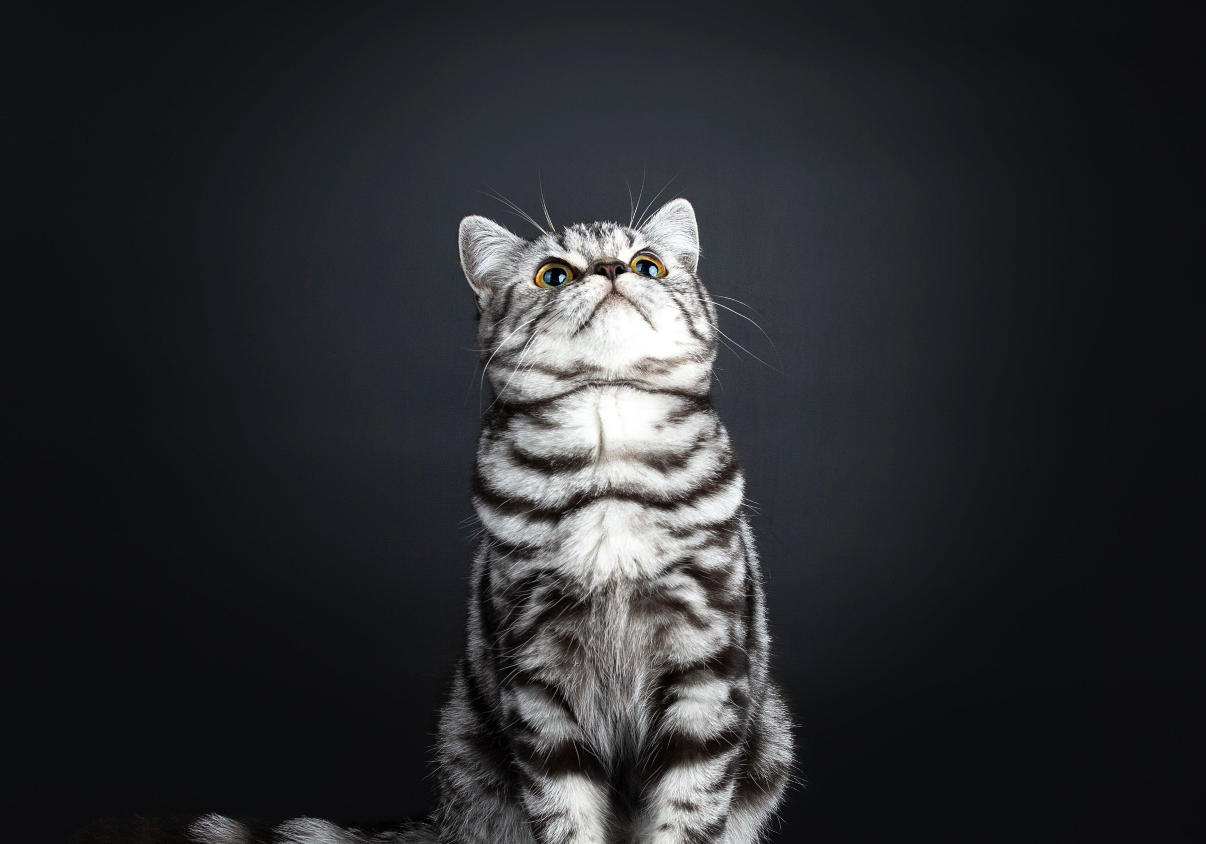 British shorthair silver tabby cat looking up