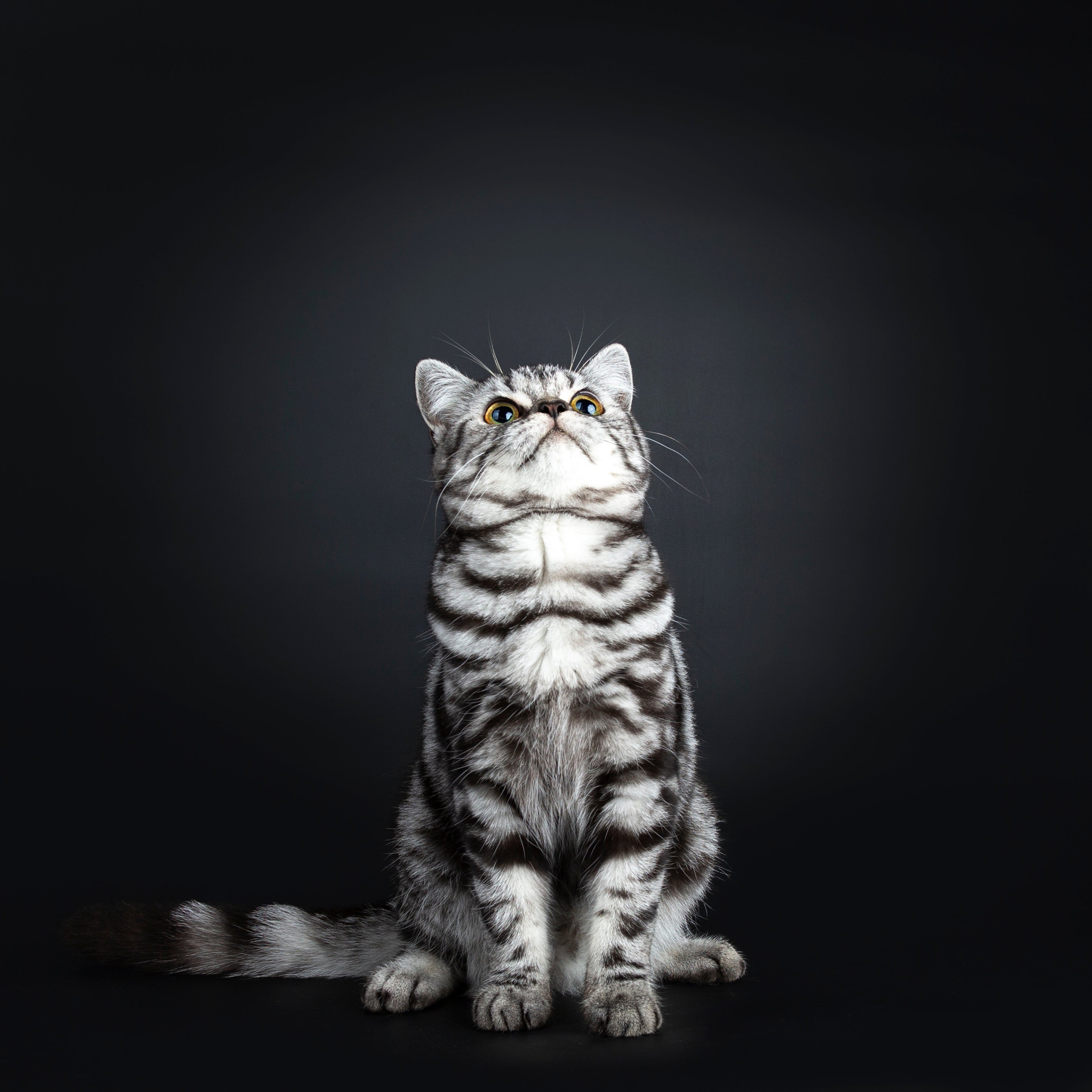 British shorthair silver tabby cat looking up