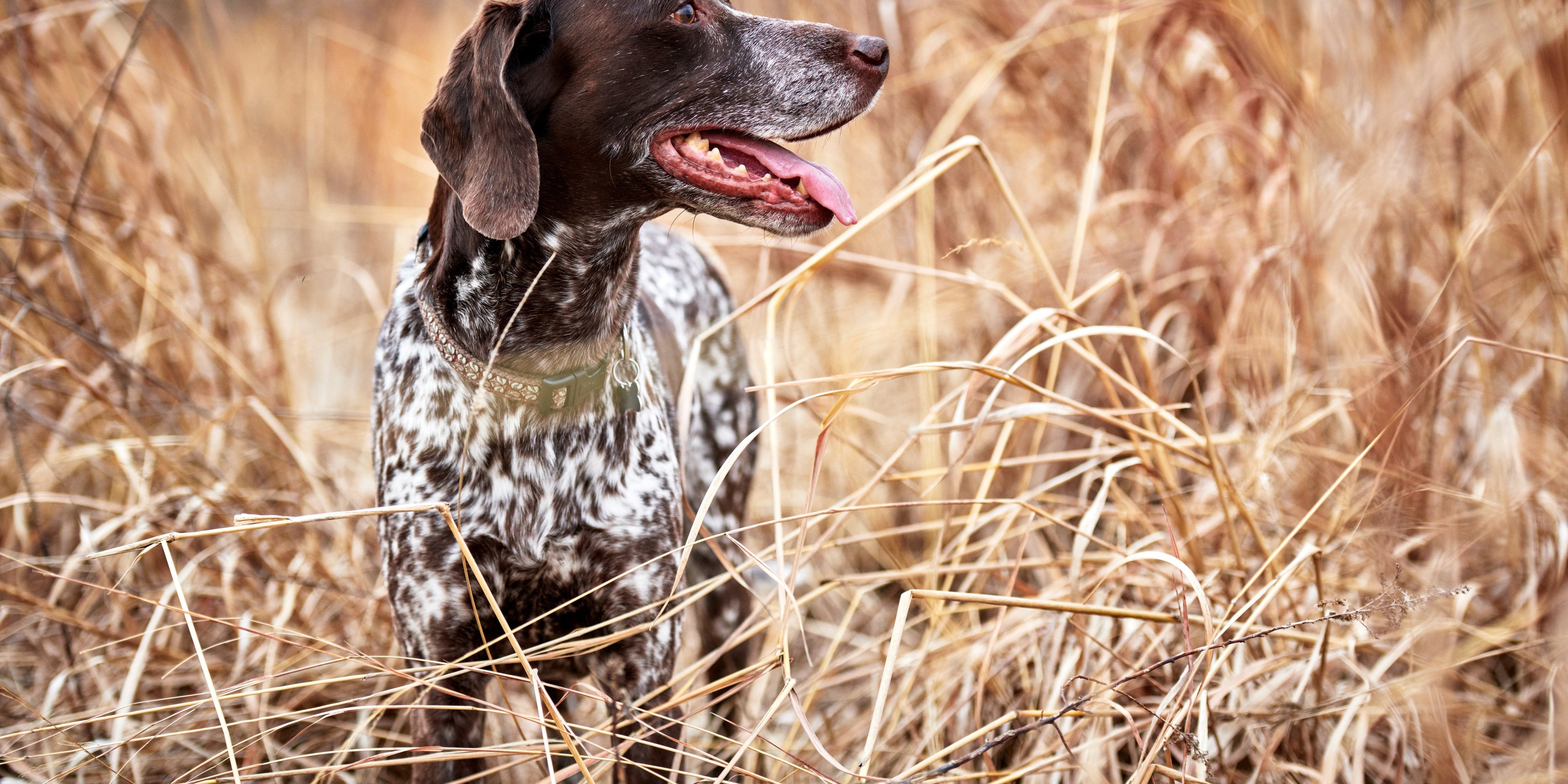 Pointer dog working in a field