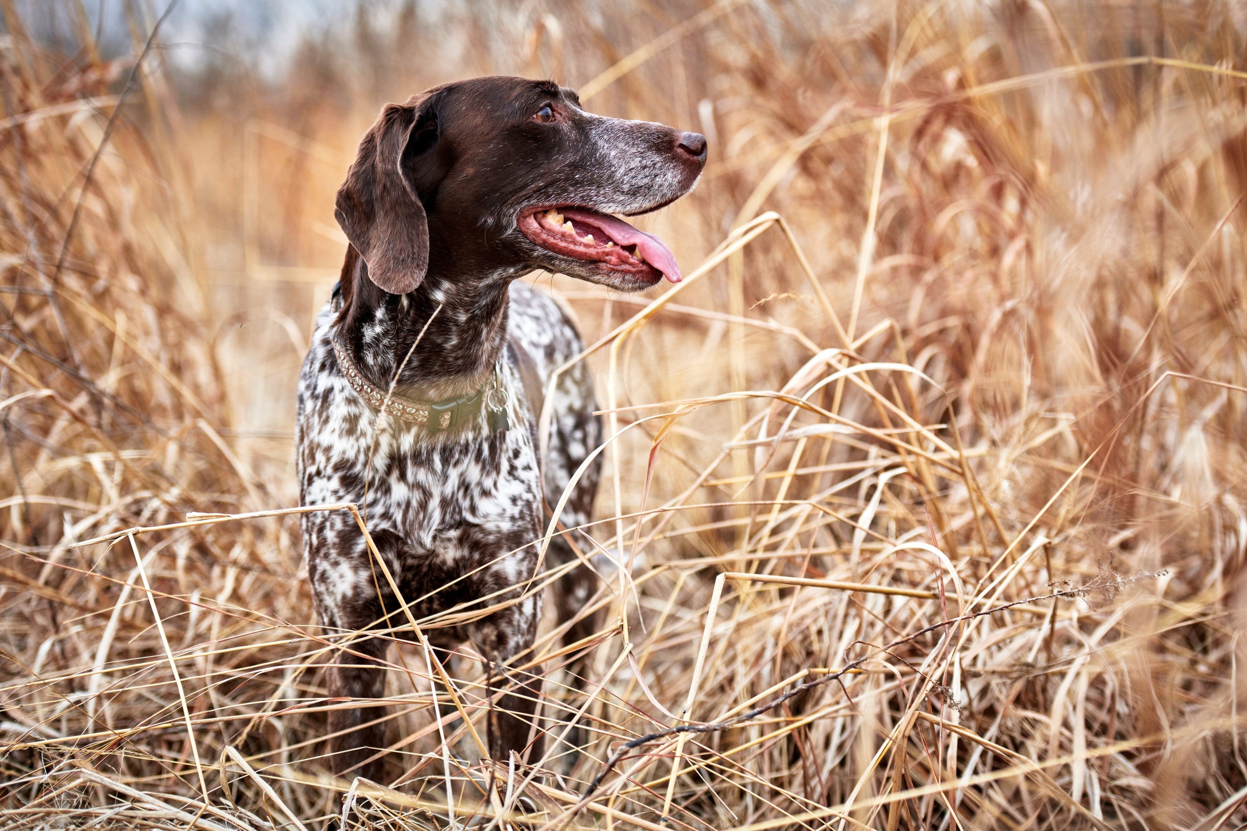 Pointer dog working in a field