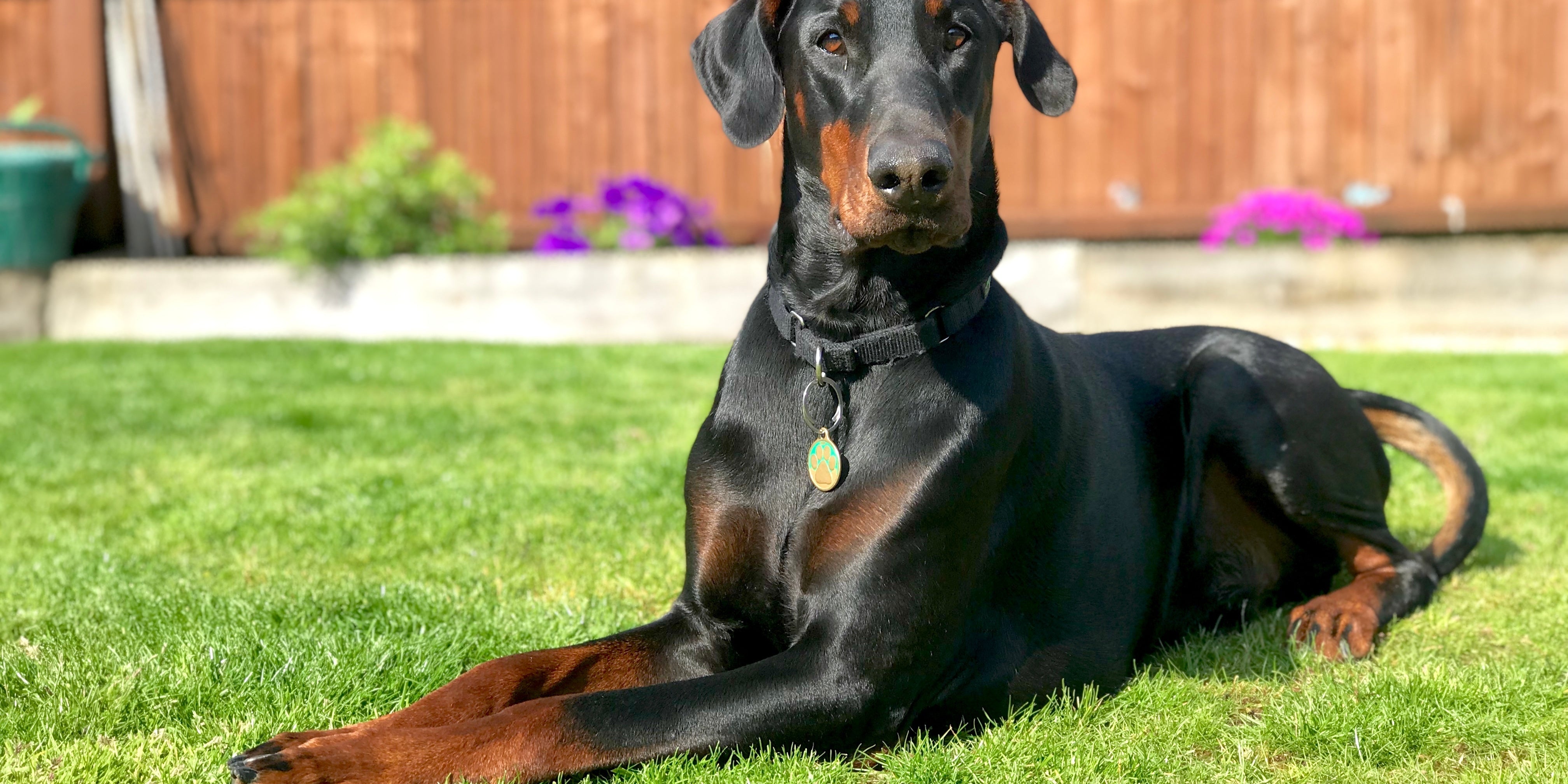 Doberman lying in grass