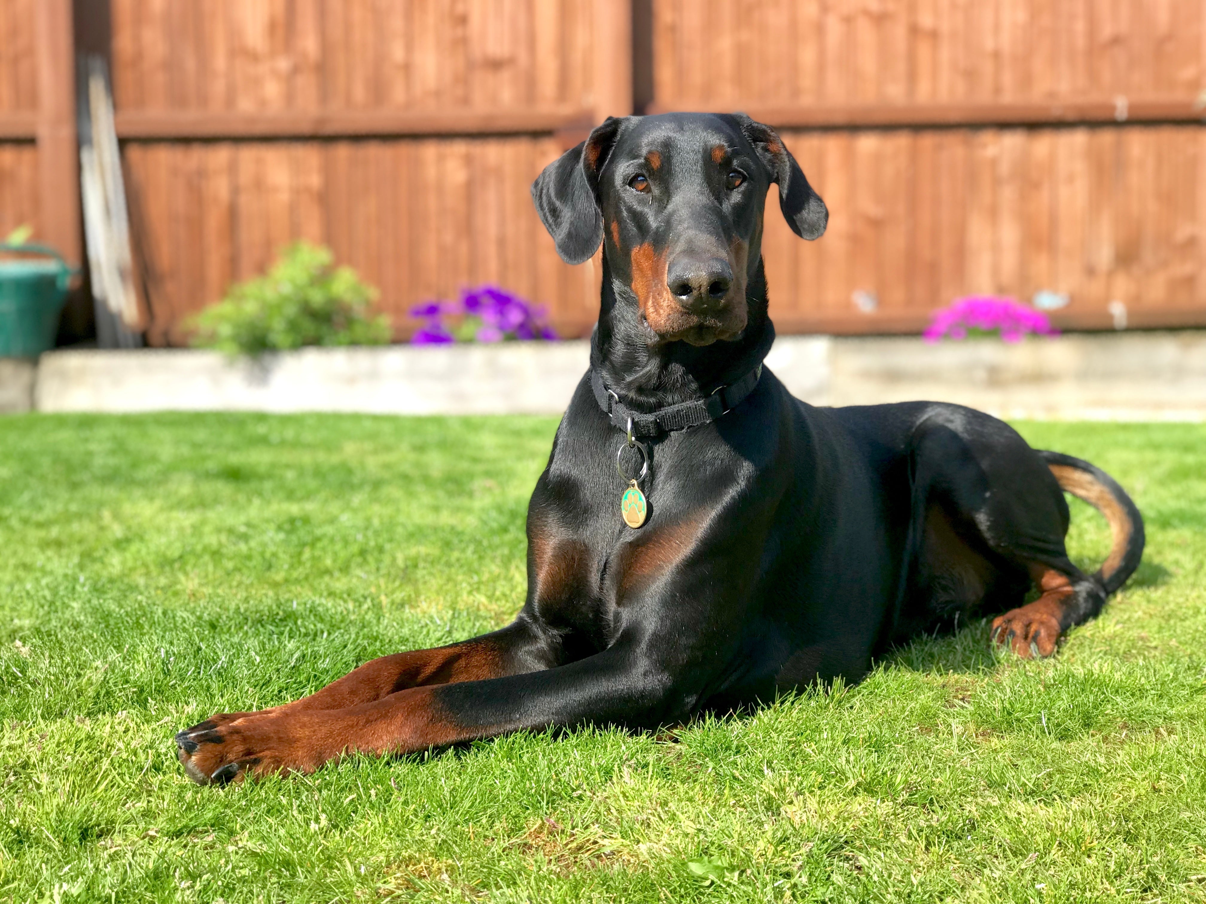 Doberman lying in grass