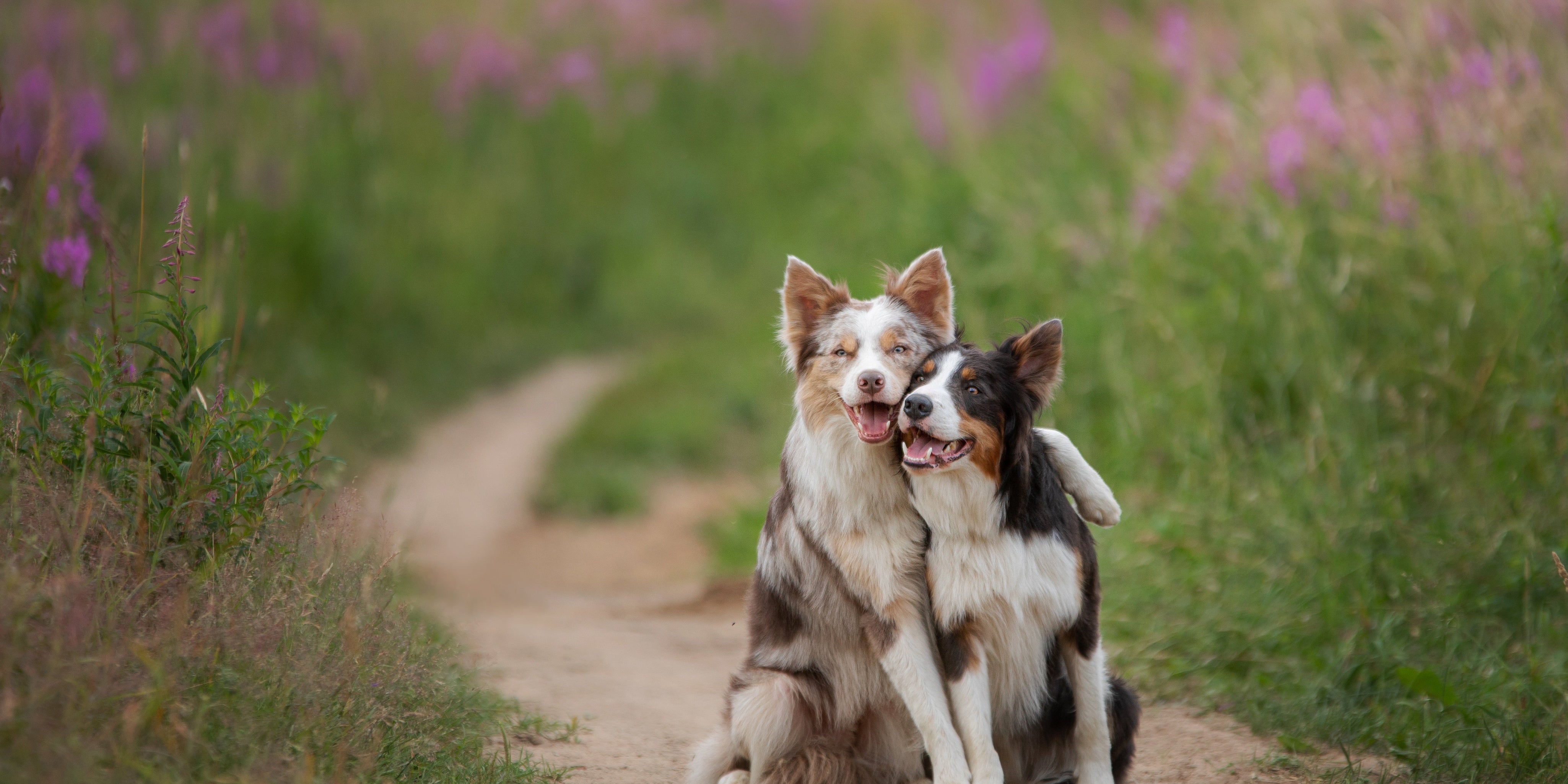 Border collies in a field