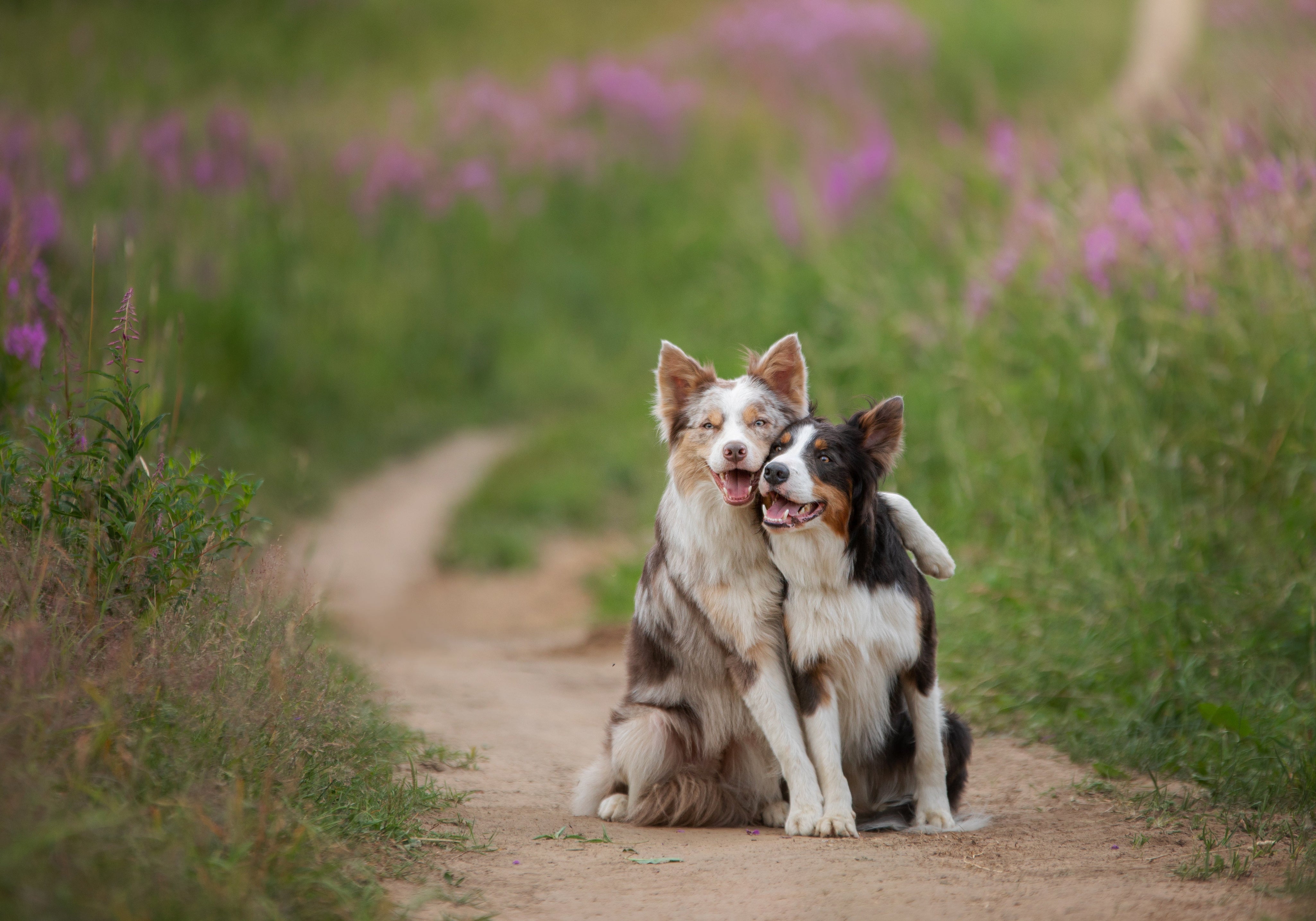 Border collies in a field