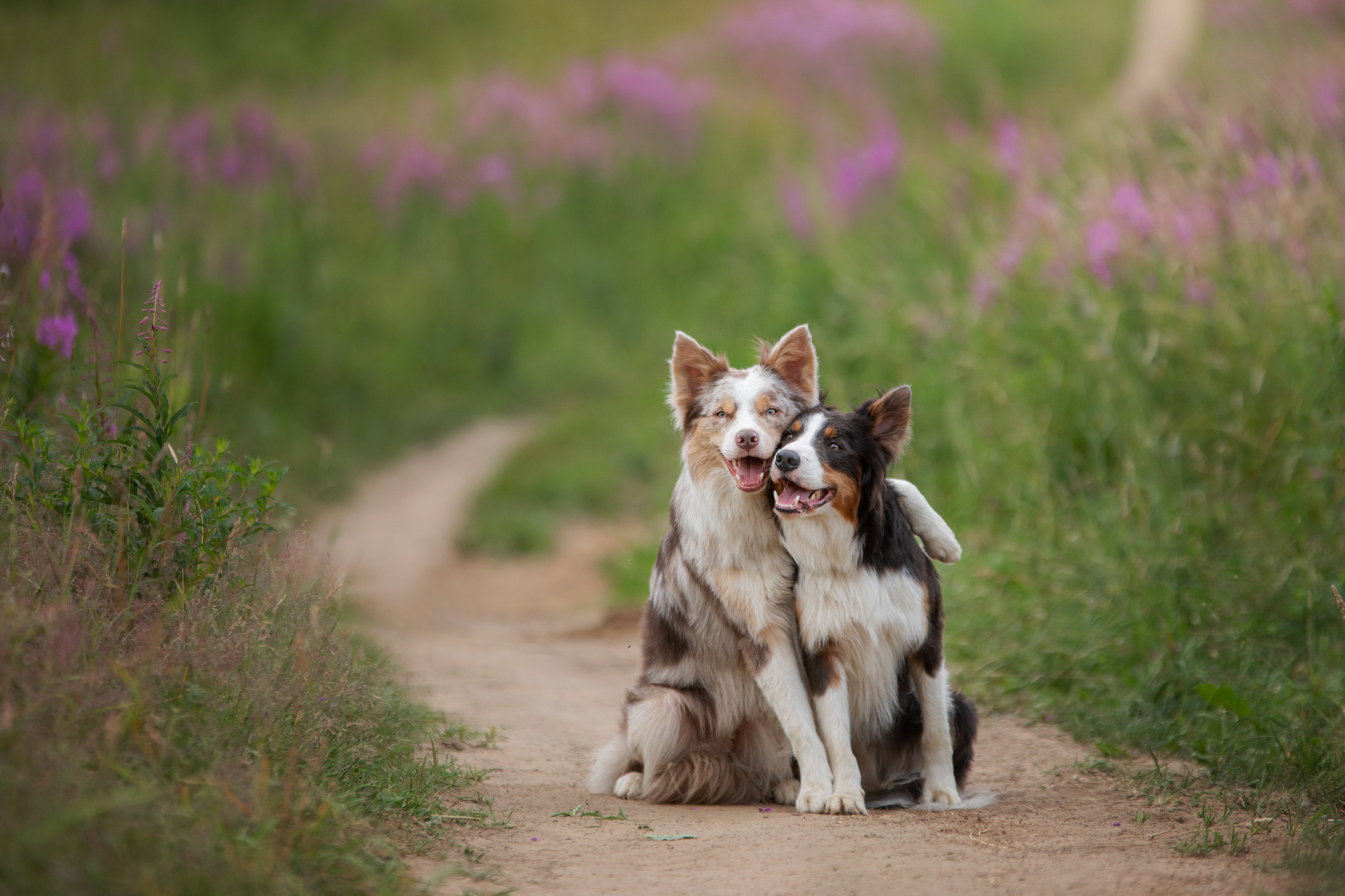 Border collies in a field