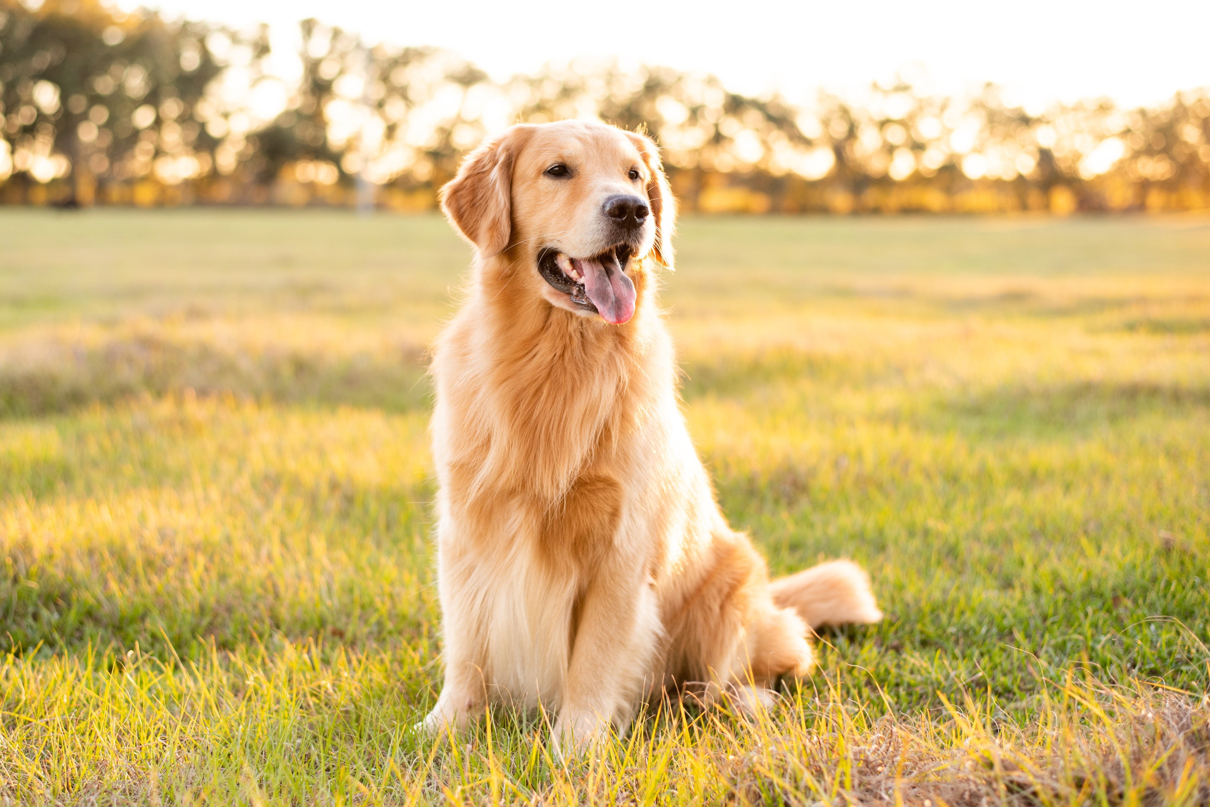 Golden Retriever Health Testing: A Comprehensive Guide