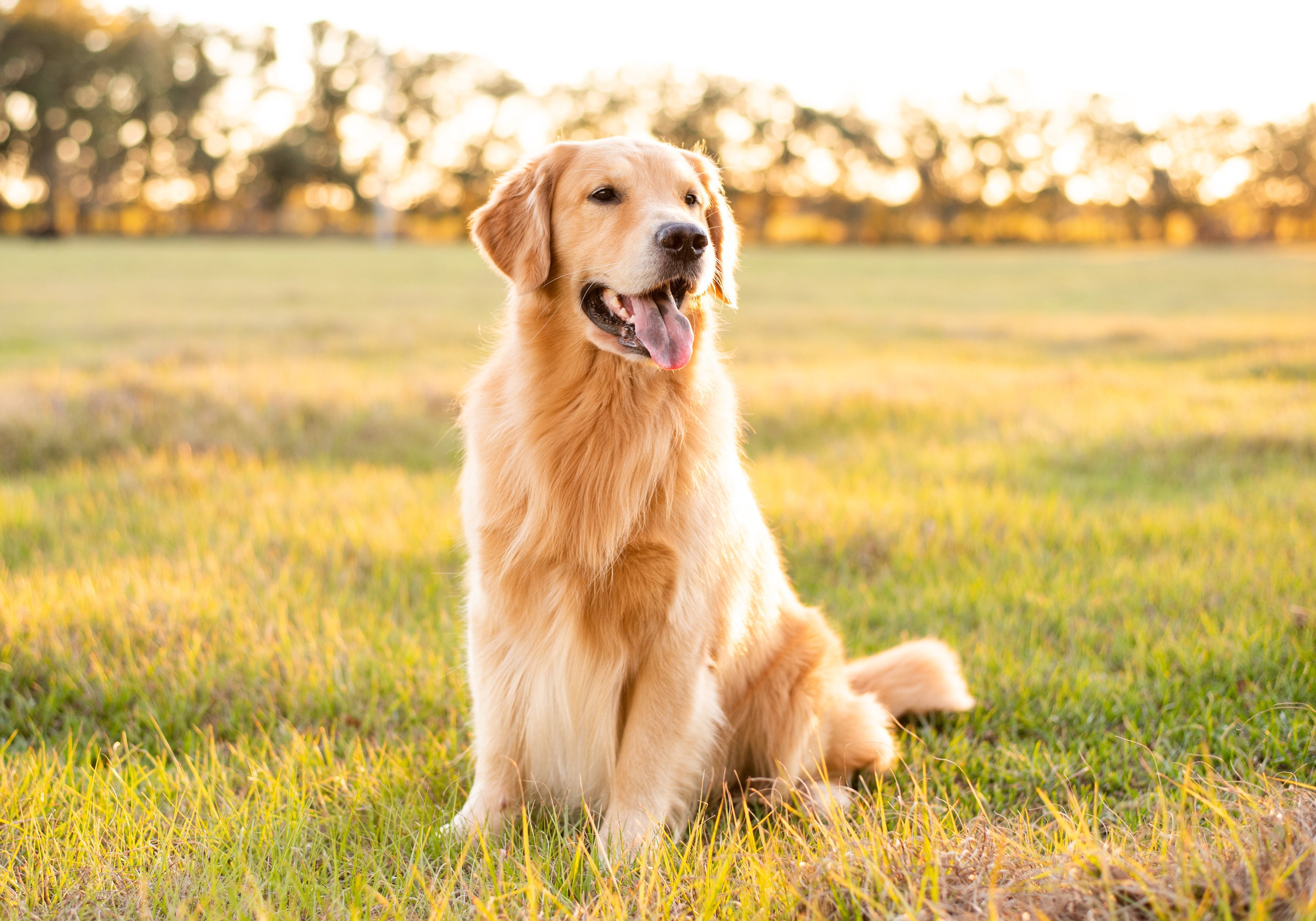 Golden Retriever Health Testing: A Comprehensive Guide