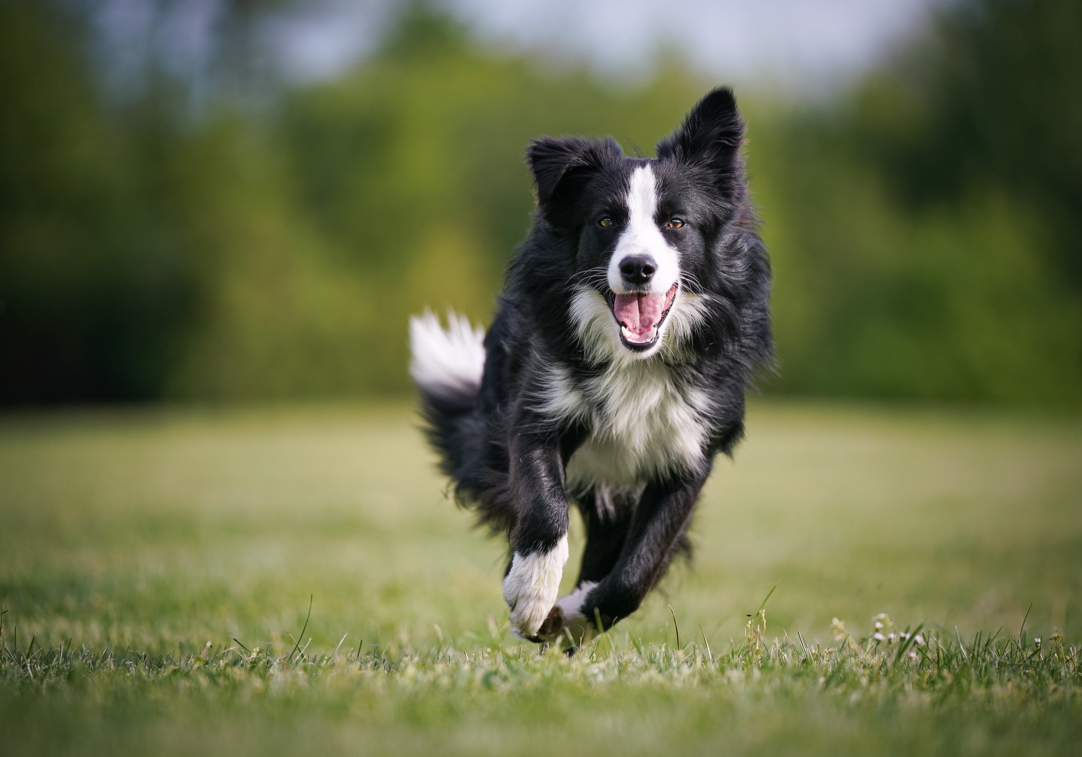 Border Collie Health Testing: A Comprehensive Guide