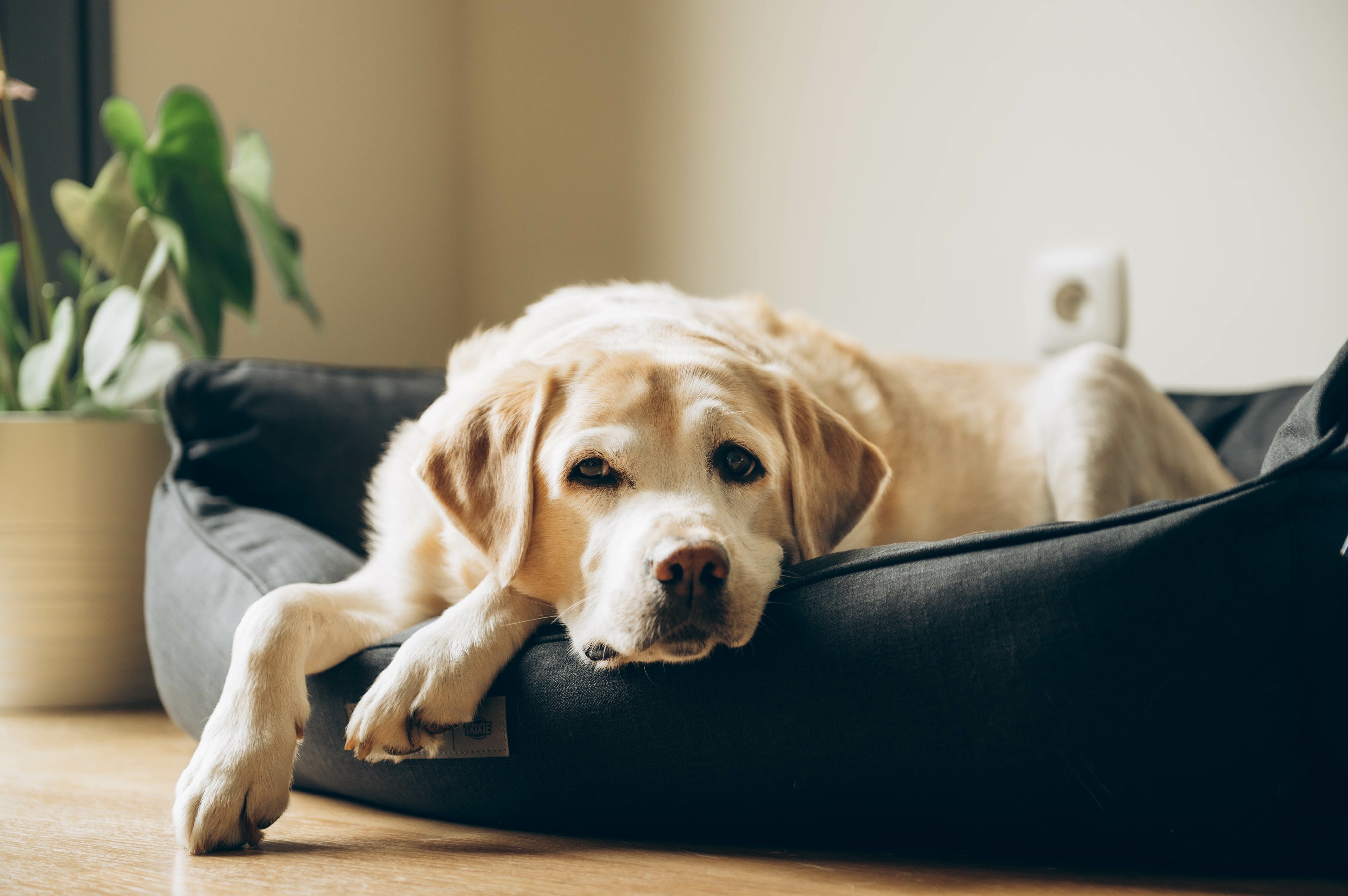 Old Labrador in dog bed