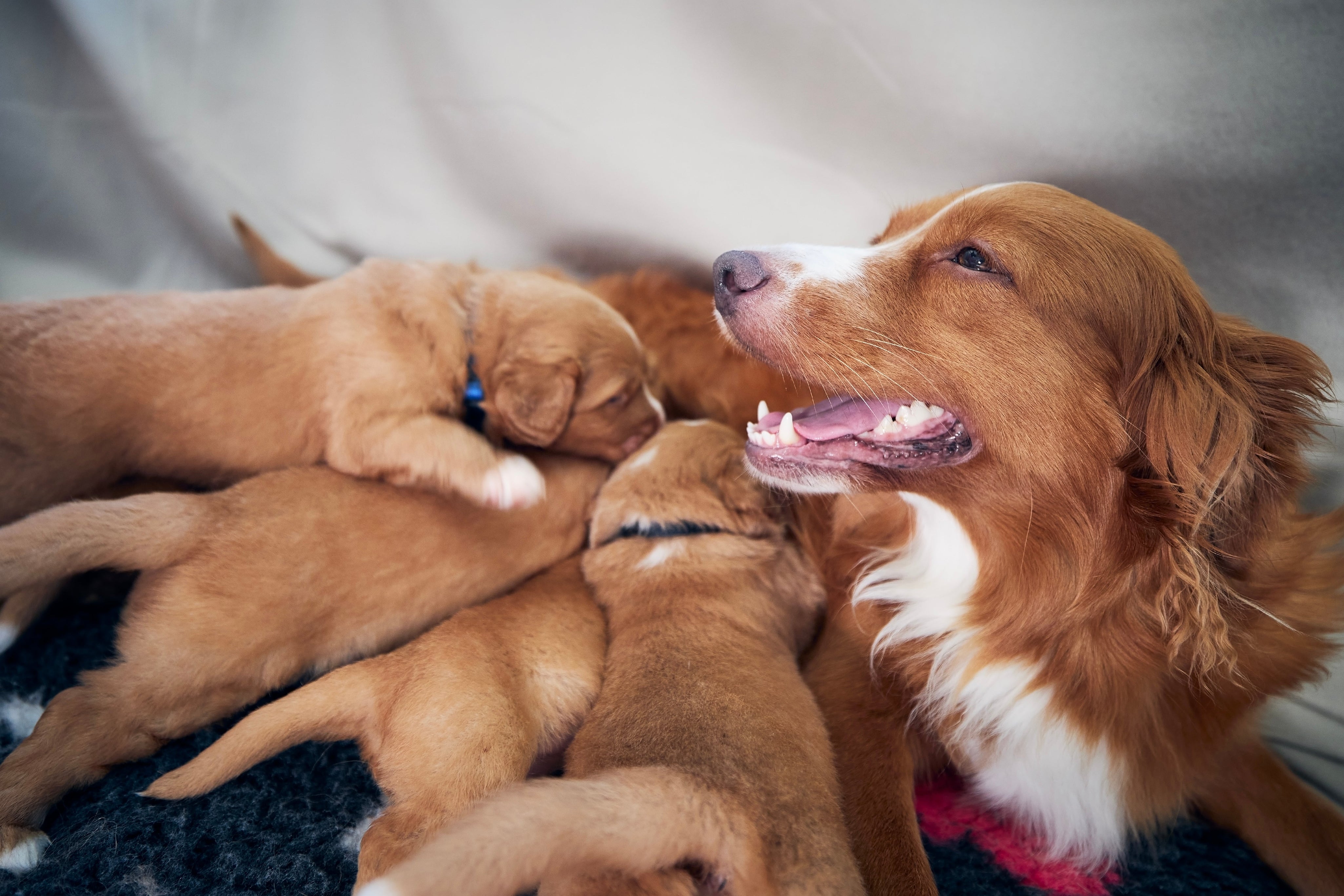 Nova Scotia Duck Tolling Retriever with puppies