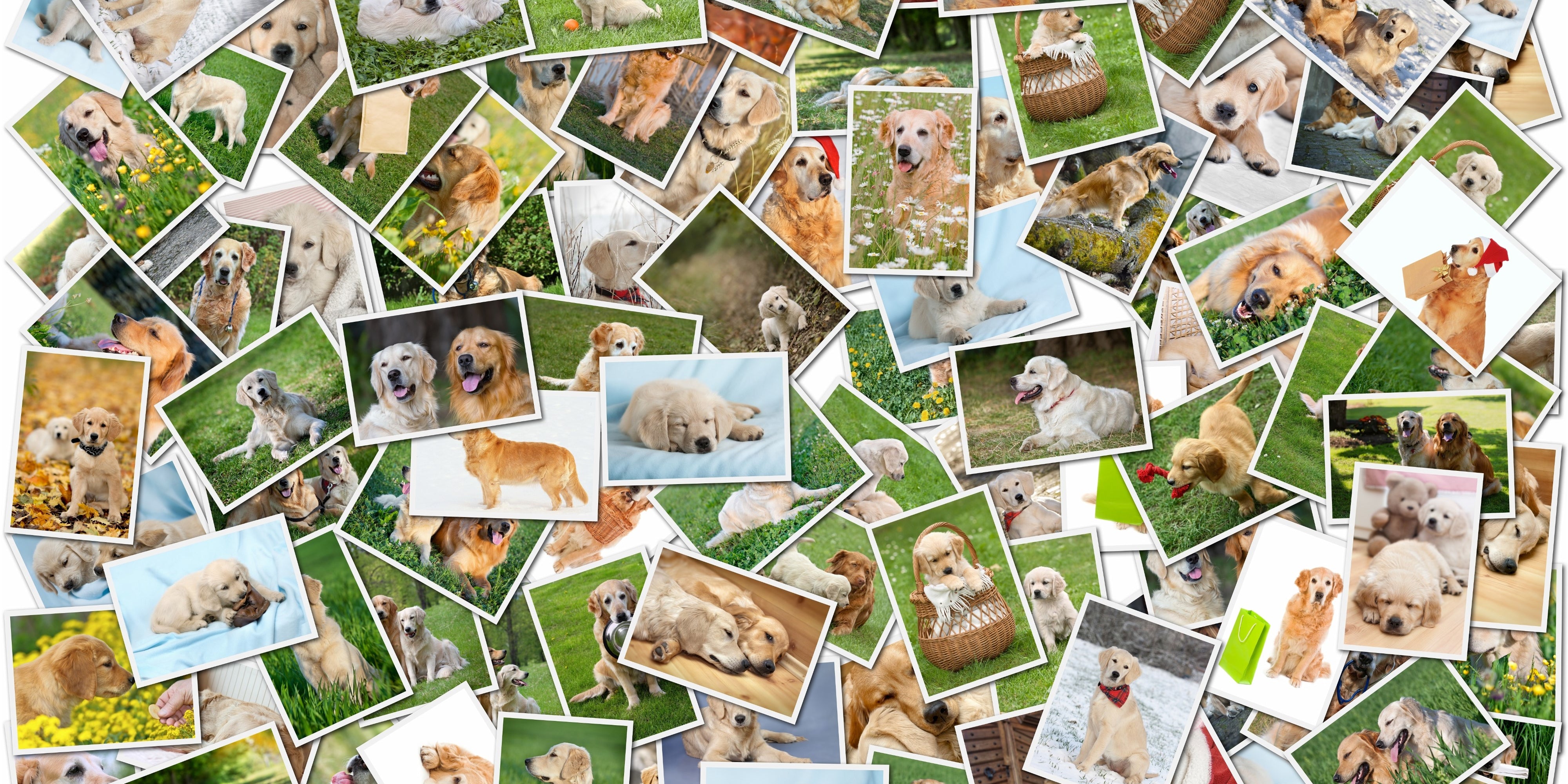 Collage of Golden Retriever Photographs