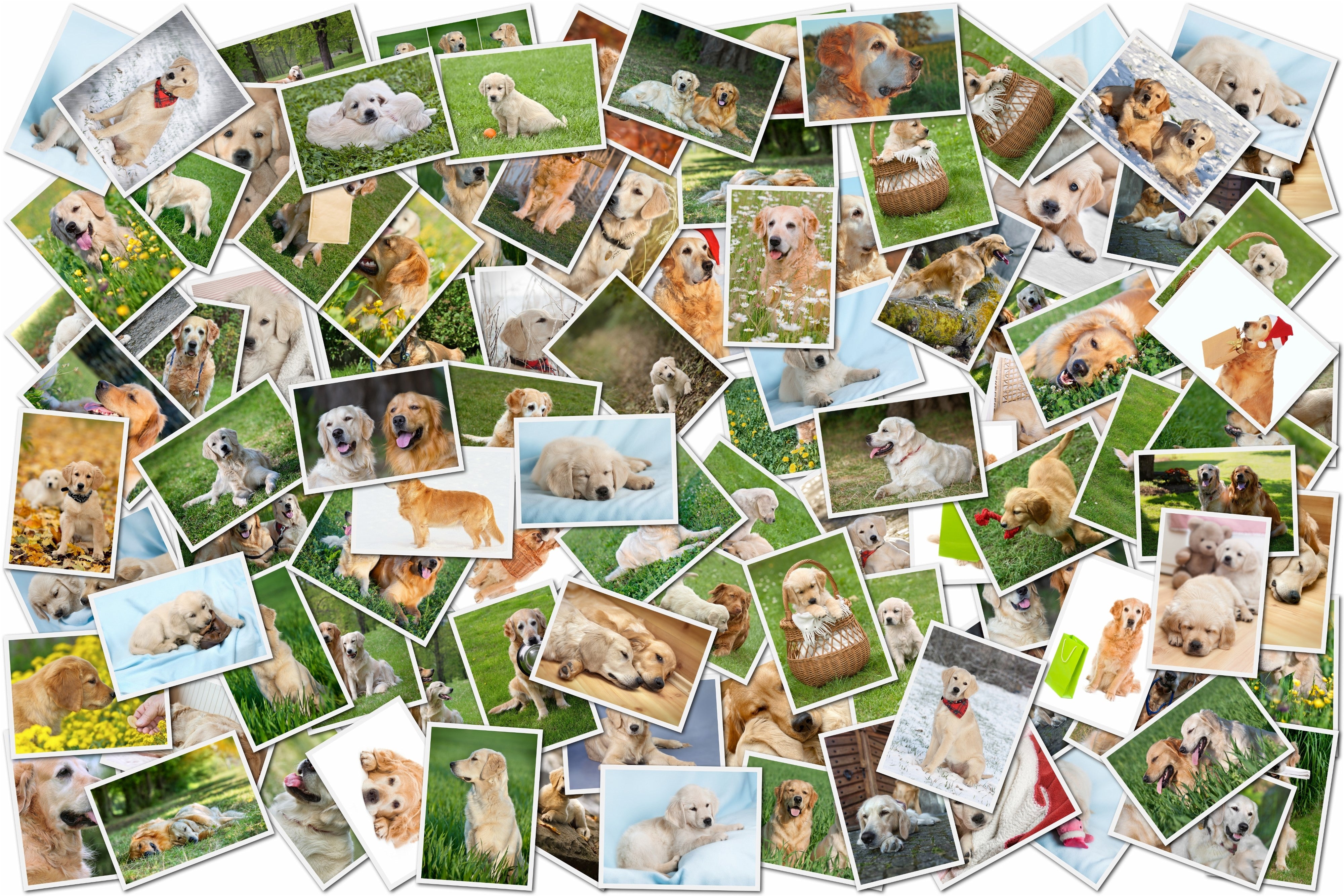 Collage of Golden Retriever Photographs