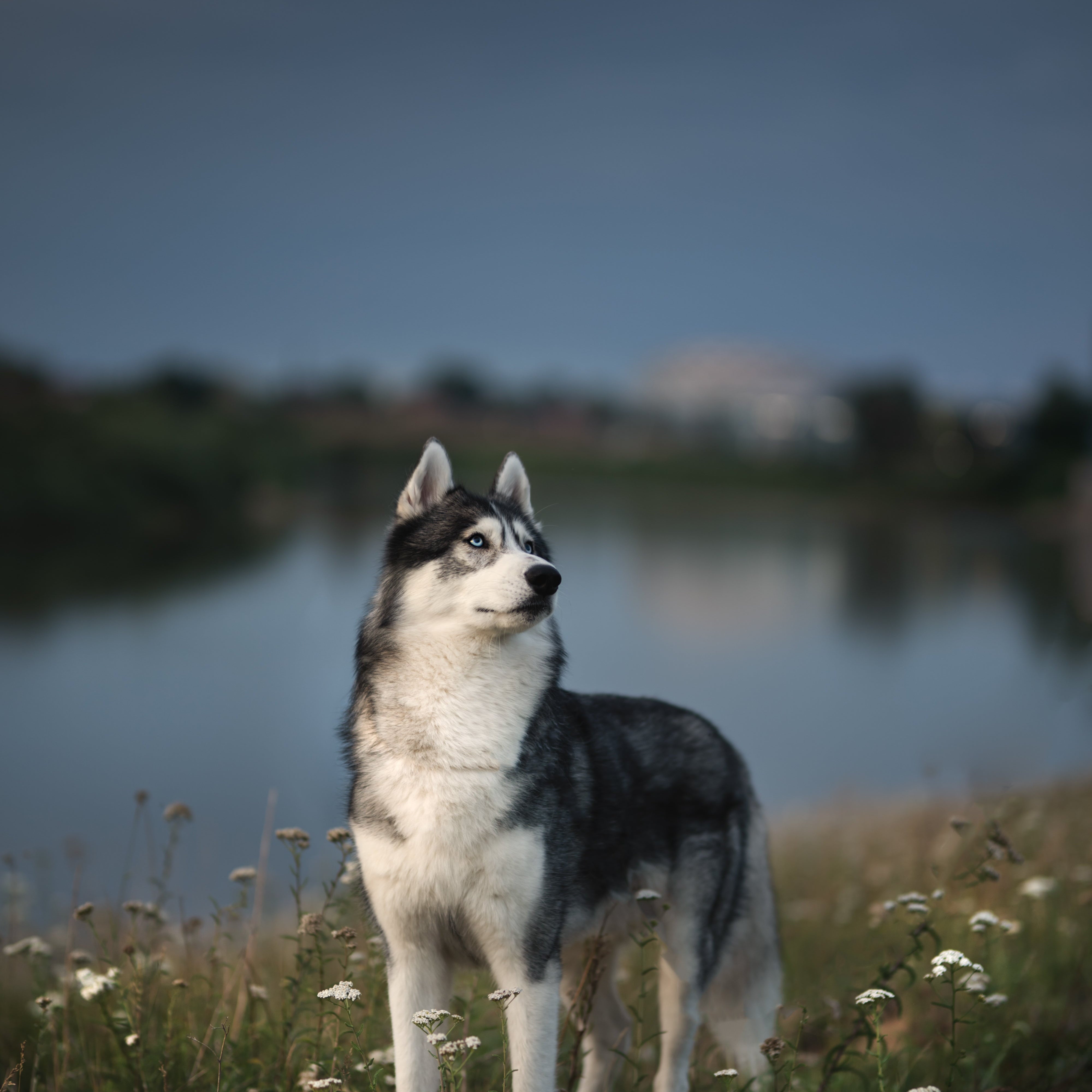 Siberian Husky standing in a meadow