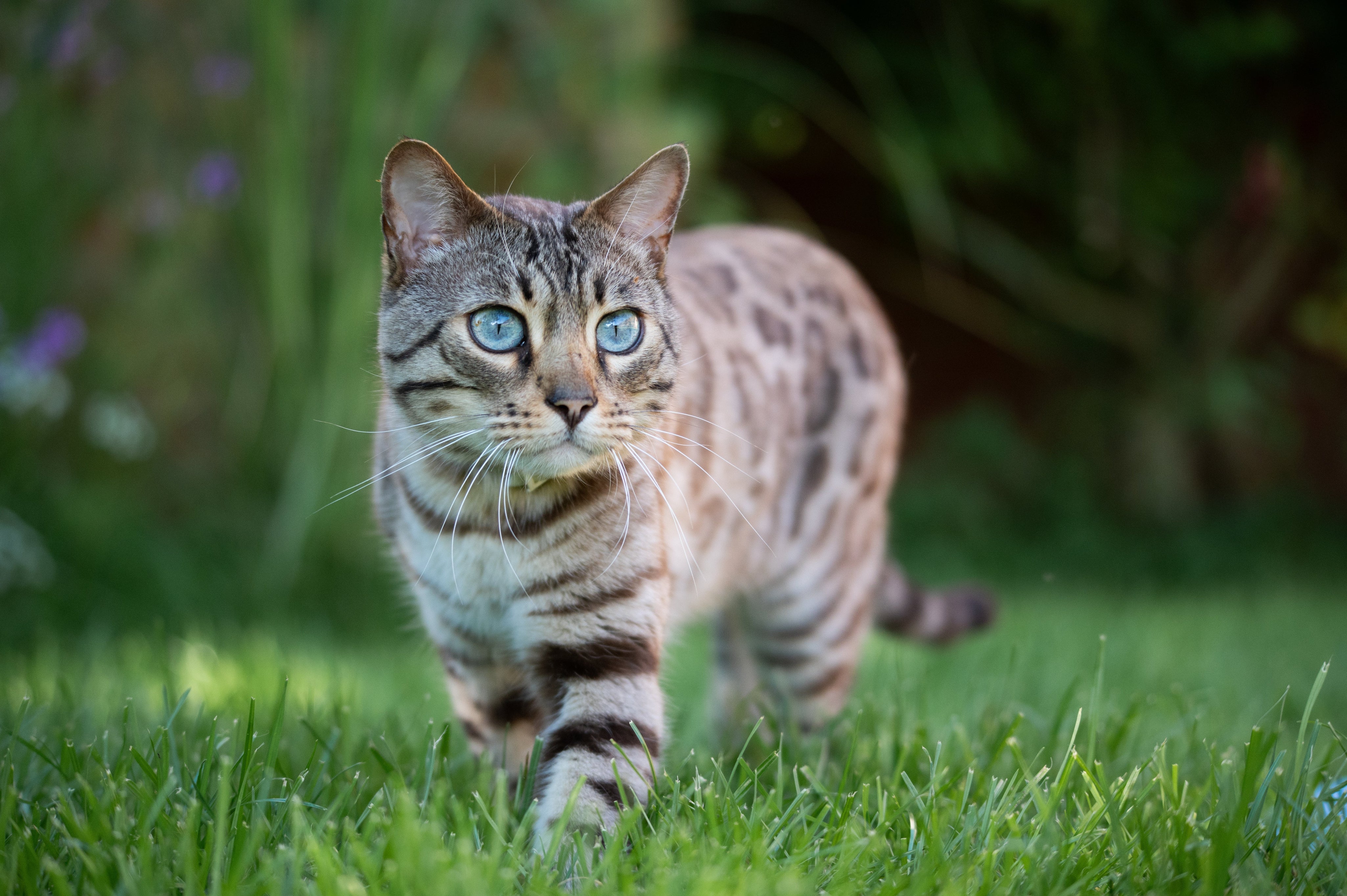 Baby Blues: Blue Eye Color in Cats