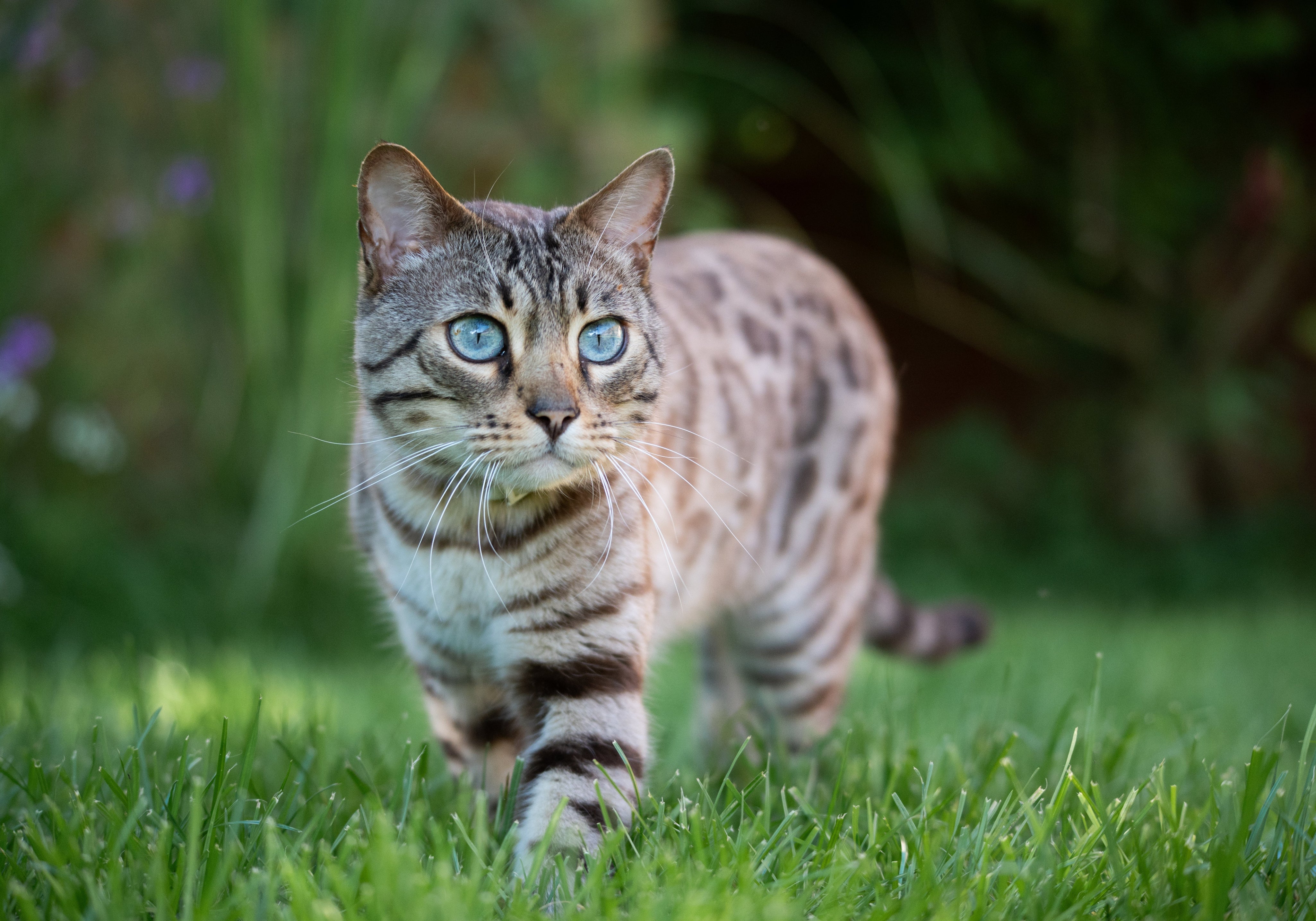 Baby Blues: Blue Eye Color in Cats