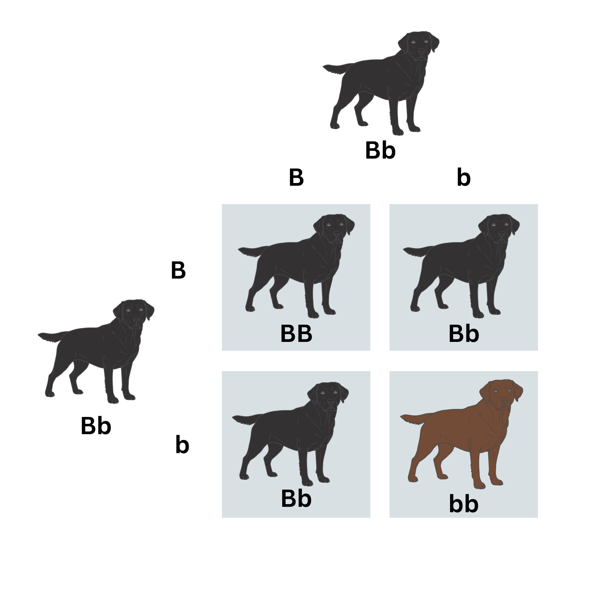 The History of Classic vs. Modern Alleles