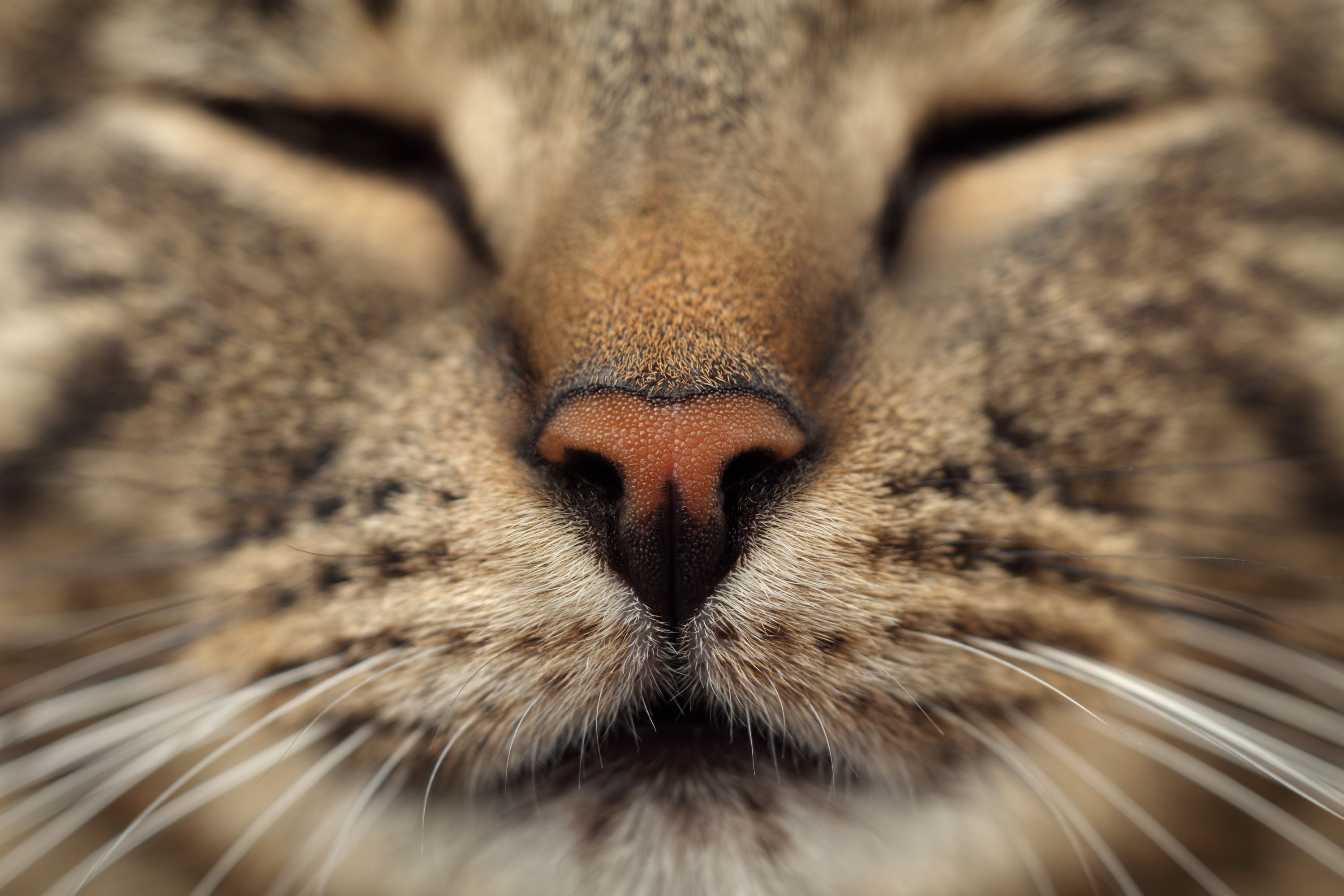 Close up of cat nose and face