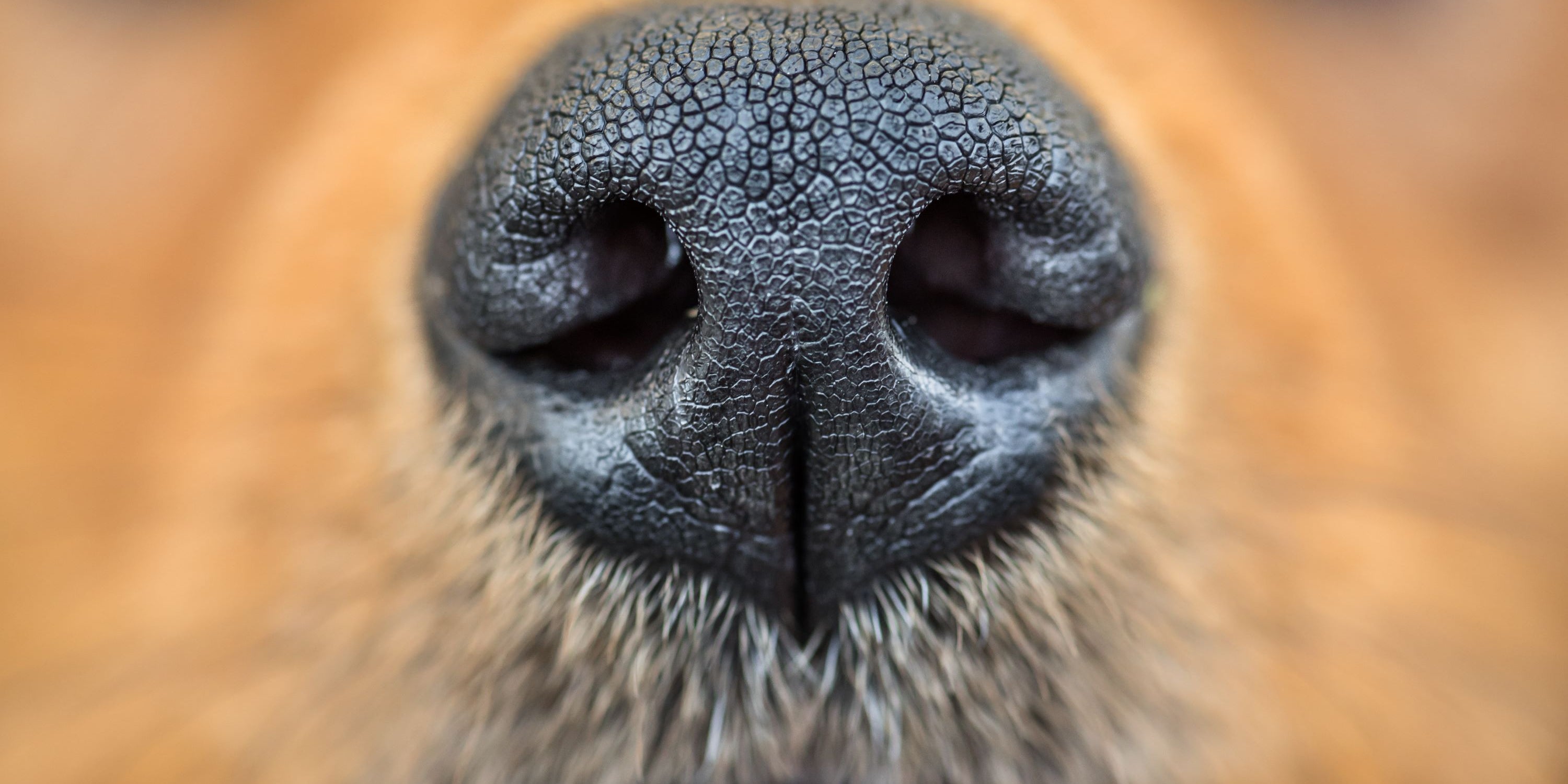 Close up of dog nose and face