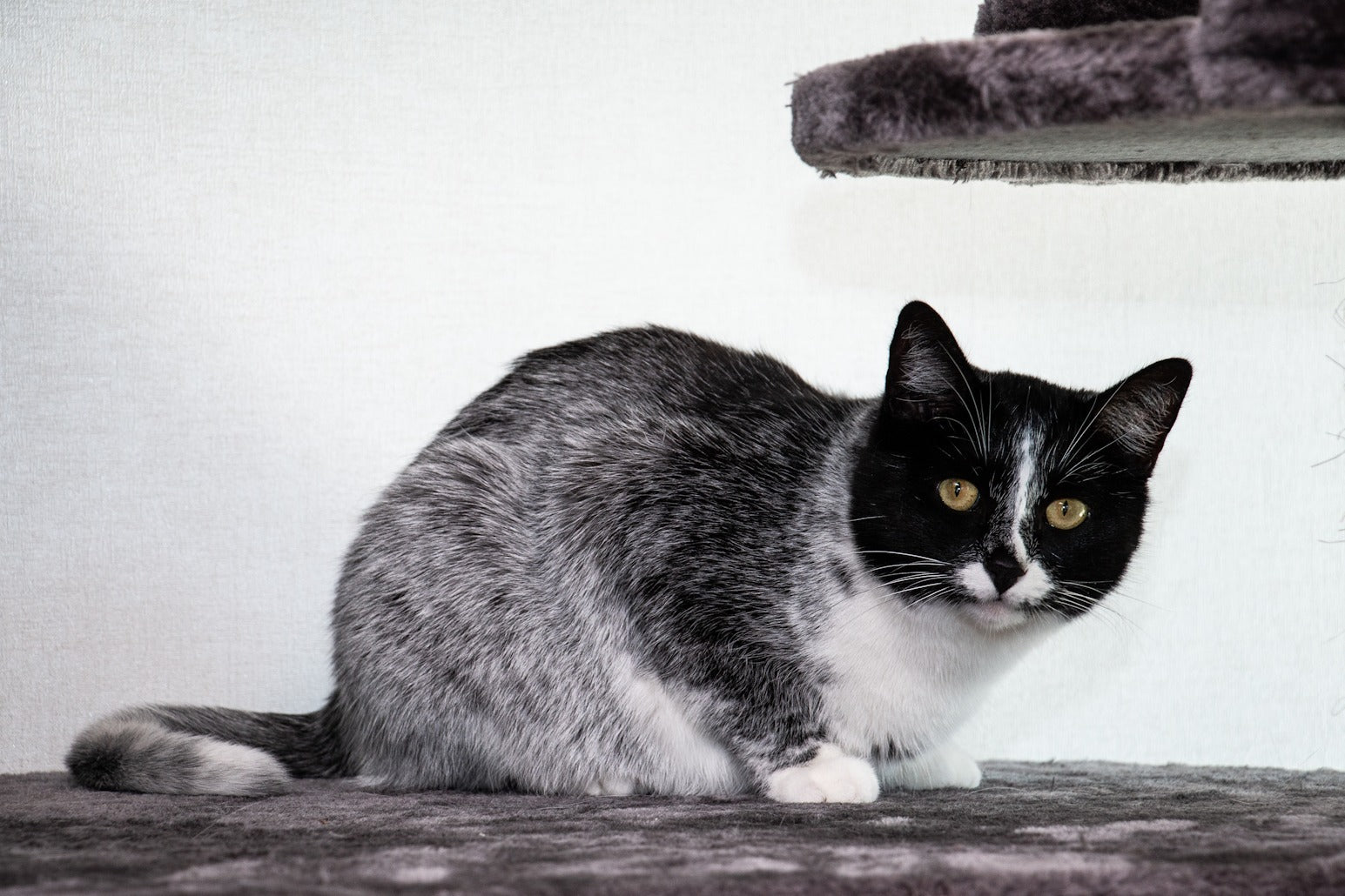 Genetic Mutation Gives Cats a 'Salty Licorice' Coat Color