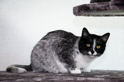Genetic Mutation Salmiak Gives Cats a 'Salty Licorice' Coat Color