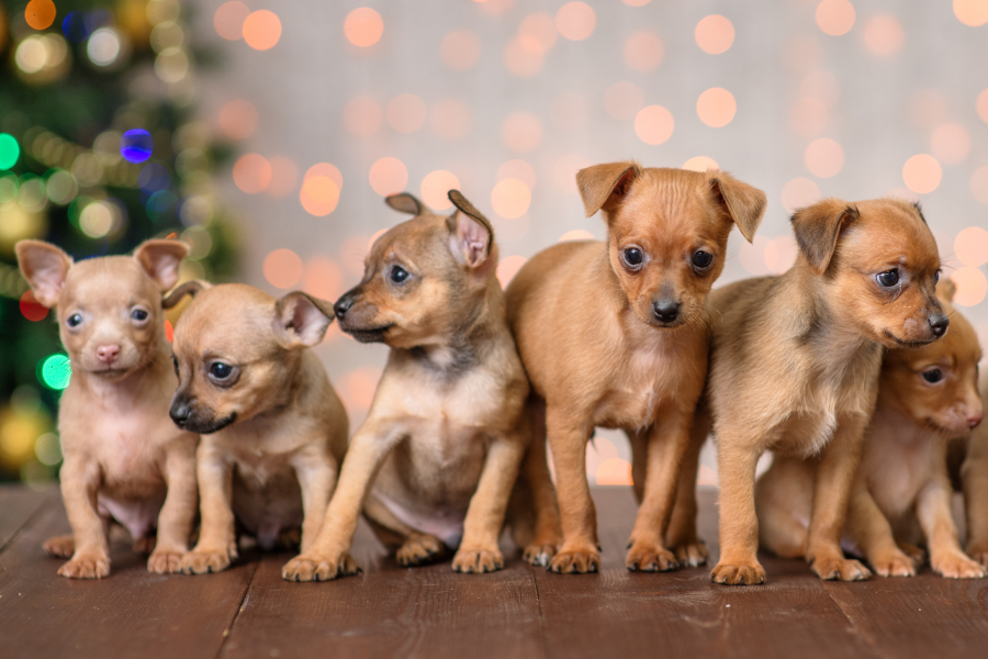A group of chihuahua puppies with a holiday light background