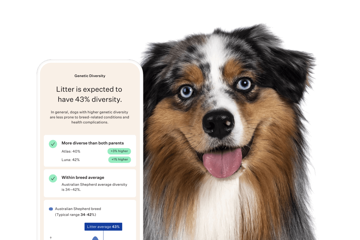 Dog with genetic Litter Predictinformation displayed on a screen