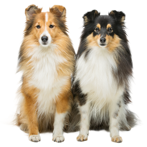 Two dogs on white background