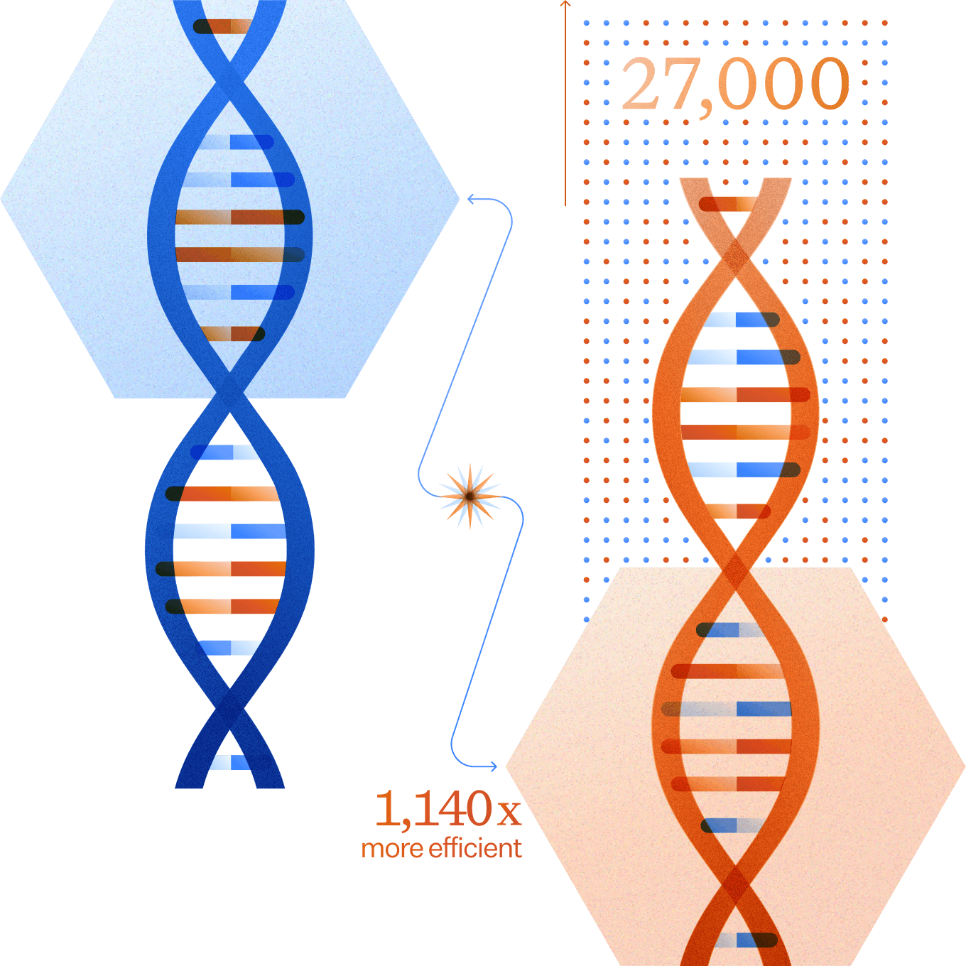 Illustration of genetics
