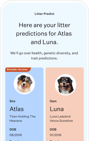 Optimal Selection Advanced - Canine